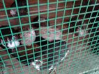 Jumbo Quails