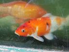 Jumbo Size Premium Koi Fish (17+ Inches)
