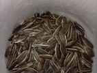 Sunflower Seeds