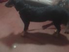 German Shepherd Cross