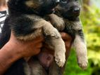 German Shepherd Puppies