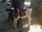 Farm Cow