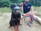 K-9 Dog Training