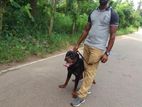 K-9 Dog Training