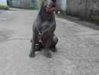 K-9 Dog Training Center