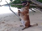Dog Training
