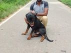 Dog Training