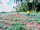 (K431) 36.5 perch Land for Sale Ebaraluwa Waliweriya
