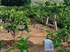 (K665) 2Acres Guava Cultivated Land For Sale in Anuradhapura