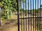 (K665) 2Acres Guava Cultivated Land For Sale in Anuradhapura