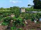 (K665) 2Acres Guava Cultivated Land For Sale in Anuradhapura