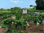 (K665) 2Acres Guava Cultivated Land For Sale in Anuradhapura
