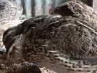 Quails