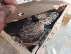 Quail
