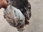 Quail