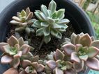 කෑක්ටස් Plant