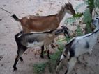 Farm Goat