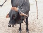 காளை