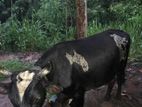 காளை மாடு