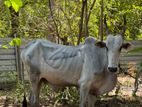 காளை மாடு (Stud Bull)