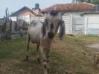 Farm Goat