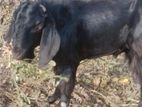Farm Goat