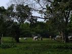 காணி நிலம் விற்பனைக்கு புல்லுமலை