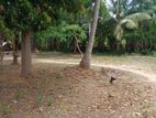 காணி விற்பனை சங்கானை