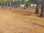 காணி விற்பனைக்கு Jaffna