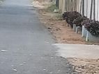 காணி விற்பனைக்கு மருதனார்