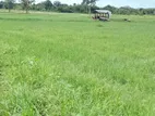Land for Sale - Vauniya