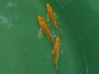 කාප් මාළු (Veiltail Carp Fish) විකිණීමට ඇත