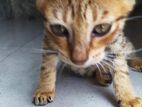 Kitten for Kind Home