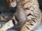 Cat for Kind Home