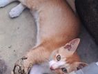 Cat for Kind Home