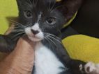 Kittens for Kind Home