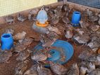 Quails