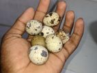 காடை முட்டை