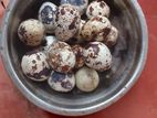 Quail Egg
