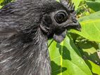 Kadaknath Chickens