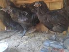 Kadaknath Chickens