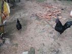 Farm Chicken