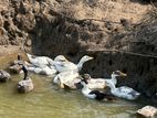 Kadakanat , Benten, Duck and Brahma chicks