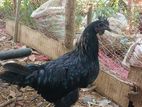 Kadaknath Roosters