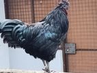 kadaknath Rooster