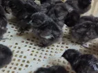 Kadaknath Chicks