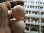 Kadaknaath Eggs
