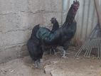 Kadaknath Chicken