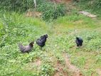 Kadaknath Hen