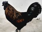 Kadaknath Black Rooster